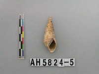 藏品(貝類)的圖片